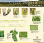 Poster - Cycle végétatif de la vigne -
