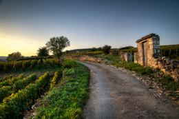 © BIVB / IBANEZ A. Route viticole à Pommard