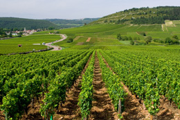 Route des Vins © BIVB
