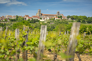 Les vignes de Vézelay en Bourgogne