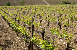 Sol calcaire du vignoble de Chablis Sol calcaire du vignoble de Chablis