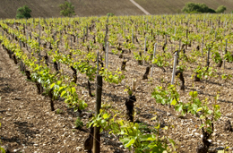 Sol calcaire du vignoble de Chablis