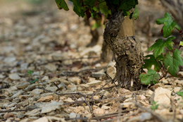 Cep de vigne en Bourgogne viticole
