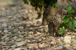 Cep de vigne en Bourgogne viticole Cep de vigne en Bourgogne viticole
