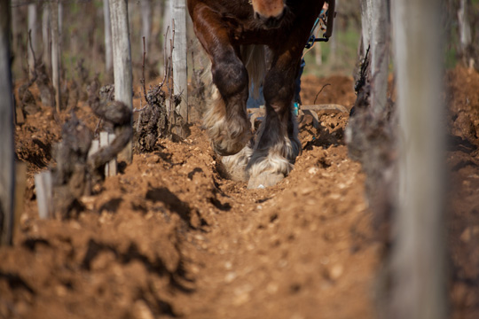 © BIVB / ARMELLEPHOTOGRAPHE.COM Ploughed in horse