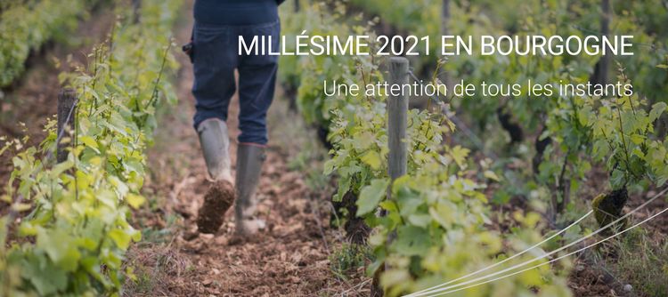 Vidéo Millésime 2021 en Bourgogne - You tube