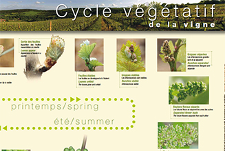Poster le cycle végétatif de la vigne en Bourgogne