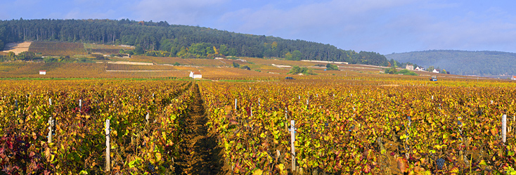Vue du vignoble de Chapelle-Chambertin en Bourgogne