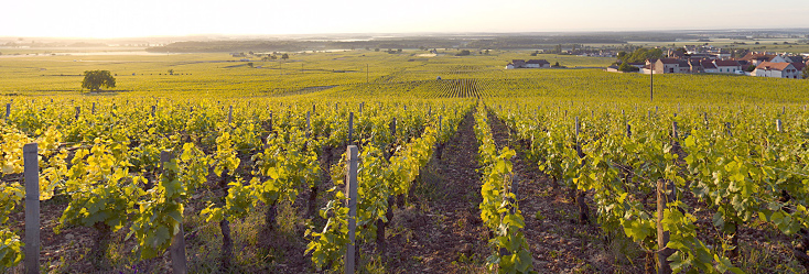 Vue du vignoble de Clos Saint-Denis en Bourgogne
