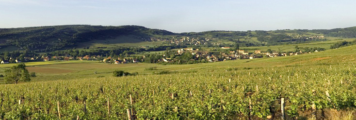 Vue du vignoble de Bourgogne Côte Chaloannaise en Bourgogne