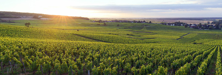 Vue du vignoble de Ladoix en Bourgogne