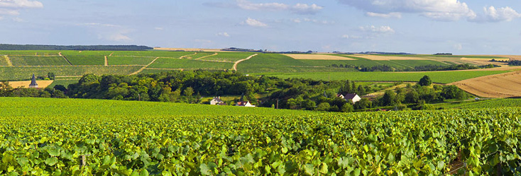 Vue du vignoble de Petit Chablis en Bourgogne