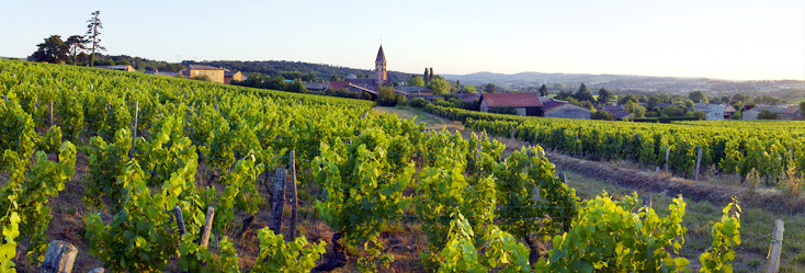 Vue du vignoble de Pouilly-Loché en Bourgogne