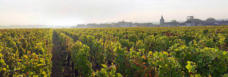 Vue du vignoble de Romanée-Saint-Vivant en Bourgogne