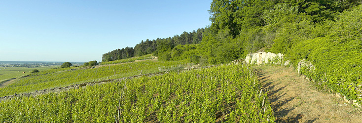 Vue du vignoble de Ruchottes Chambertin en Bourgogne