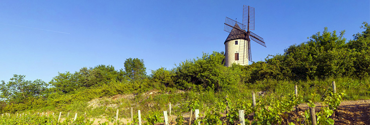 Vue du vignoble de Santenay 1er Cru La Comme en Bourgogne