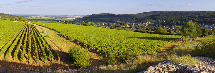 Vue du vignoble de Savigny-Lès-Beaune en Bourgogne