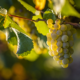Grape of Chardonnay in Bourgogne - © BIVB / Aurélien Ibanez