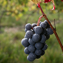Cépage de Bourgogne : grappe de Gamay - © BIVB / Daniel Gillet 