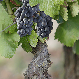 Sol calcaire et Pinot Noir en Bourgogne - © BIVB / www.armellephotographe.com