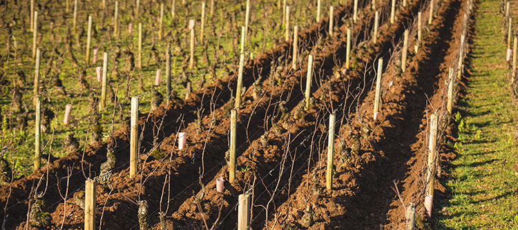 Buttage dans les vignes de Bourgogne - © BIVB - Aurélien Ibanez