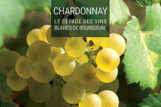 Poster cépage Chardonnay