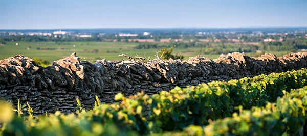 La nature a été généreuse pour les vignerons bourguignons en 2015 © BIVB / IBANEZ A. La nature a été généreuse pour les vignerons bourguignons en 2015 © BIVB / IBANEZ A.