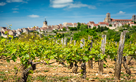 Irancy, Saint-Bris, Bourgogne Tonerre, Bourgogne Chitry... découvrez les joyaux du Grand Auxerrois © BIVB / IBANEZ A. Irancy, Saint-Bris, Bourgogne Tonerre, Bourgogne Chitry... découvrez les joyaux du Grand Auxerrois © BIVB / IBANEZ A.