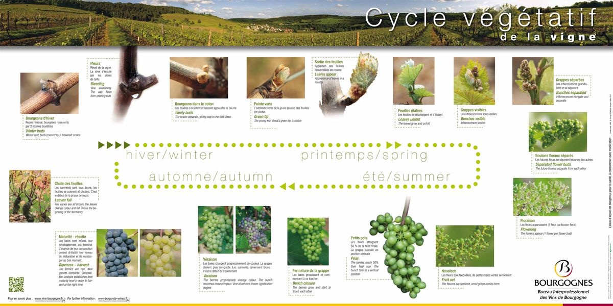 POSTER CYCLE VEGETATIF DE LA VIGNE Vins De Bourgogne
