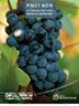 POSTER CEPAGES DE BOURGOGNE PINOT NOIR