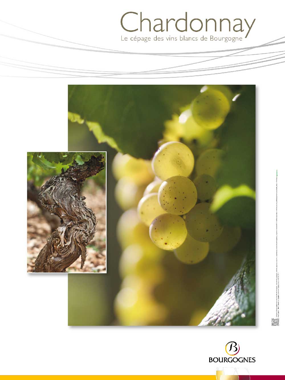 Poster - Cépage Chardonnay