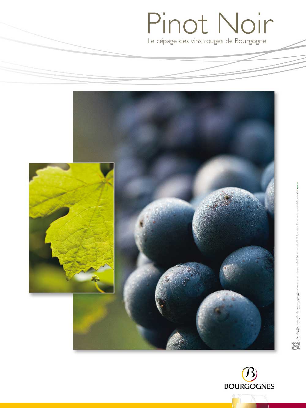 Poster - Cépage Pinot Noir