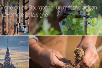 Vigneron en Bourgogne un métier d'artisan