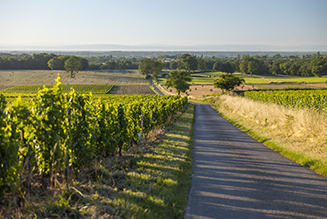 Itinéraire - Route des vins du Mâconnais-Beaujolais en Bourgogne