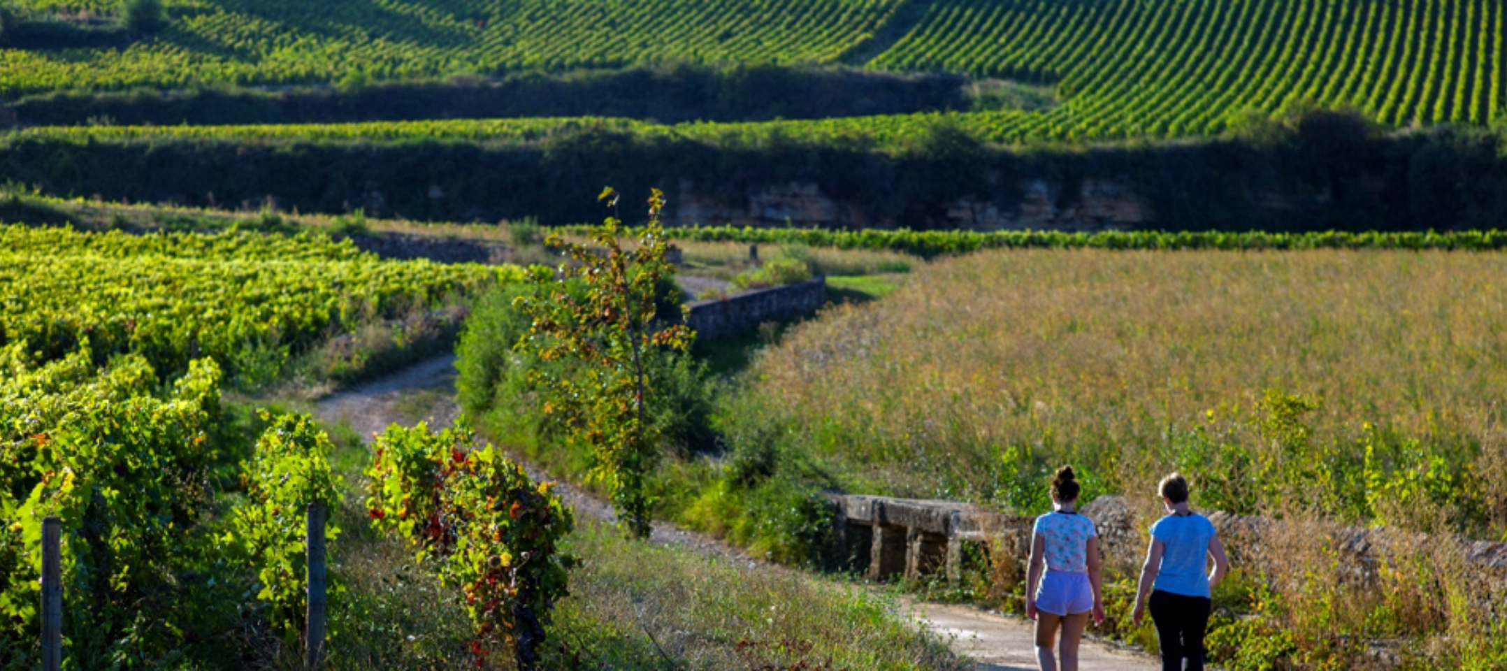 Balade dans les vignes de Bourgogne