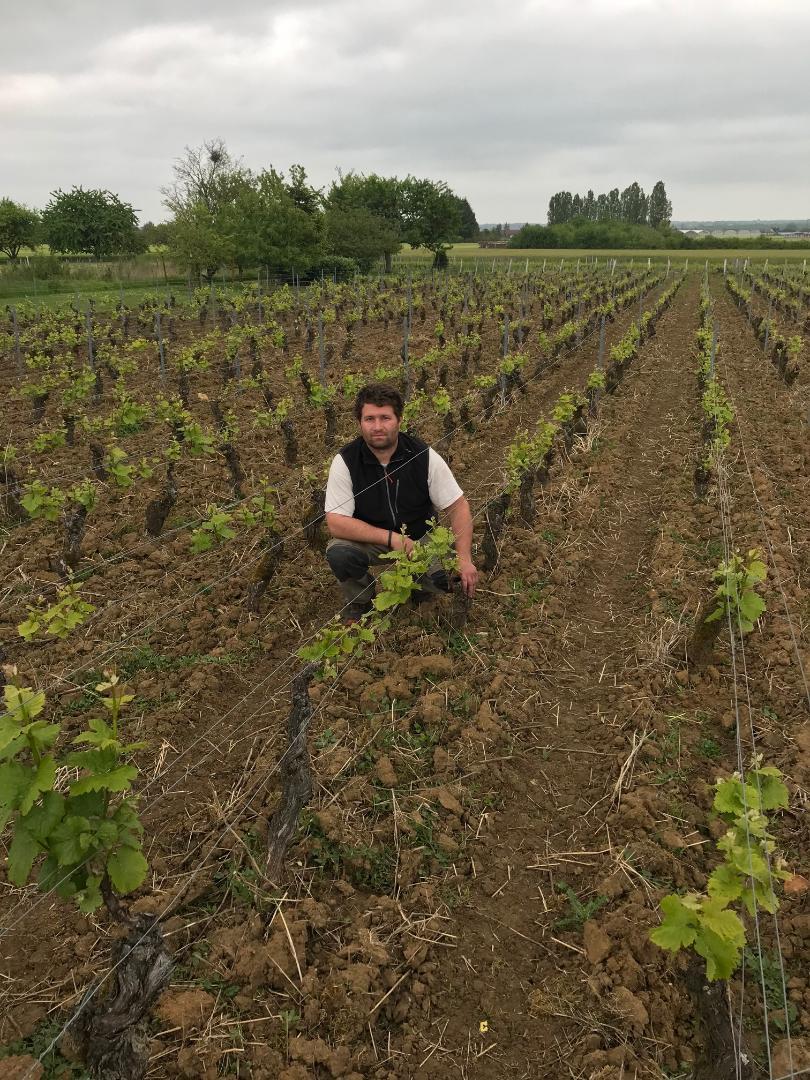 Vigne Vins du Domaine Guillaume Legou Mise en bouteilles au Domaine Guillaume Legou