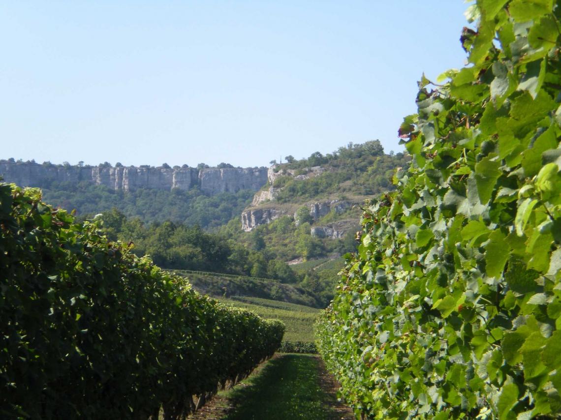 Vignes du Domaine Thibault-Fevre à Saint-Romain