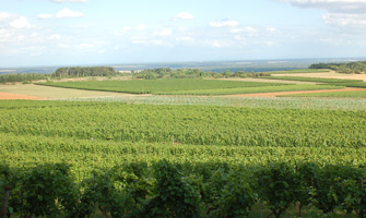 Domaine-Bonnardot photodbvigne_3865_ Bonnardot vendanges-Bonnardot Cave-bonnardot