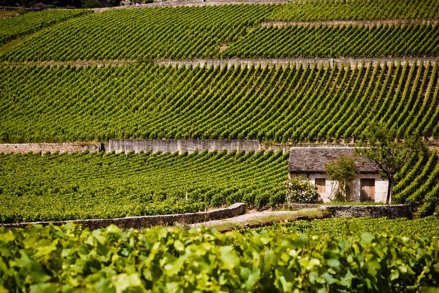 Maison Bouchard Père & Fils Maison Bouchard Père & Fils Maison Bouchard Père & Fils Le site du Château de Beaune Les caves du Château de Beaune Maison Bouchard Père & Fils Maison Bouchard Père & Fils Maison Bouchard Père & Fils Maison Bouchard Père & Fils Maison Bouchard Père & Fils