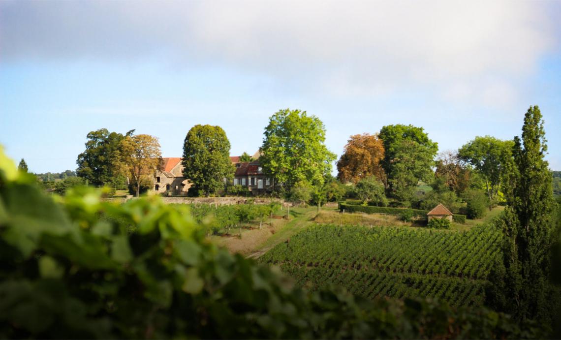 Château de Rougeon Moutons dans les vignes Véraison