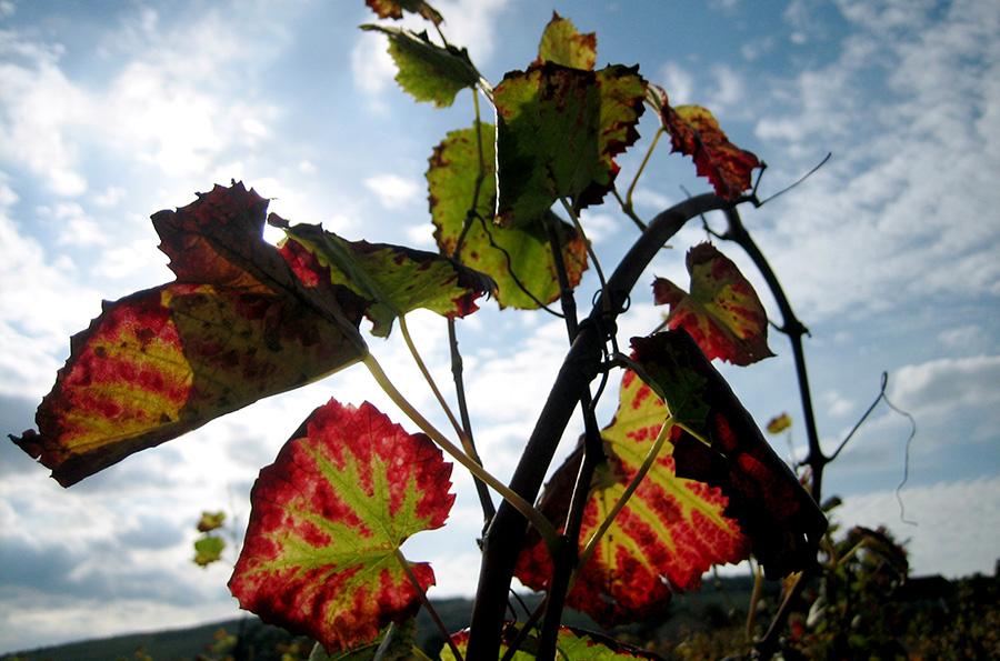 Domaine-Bizot Bouteille Vosne 2014_HD