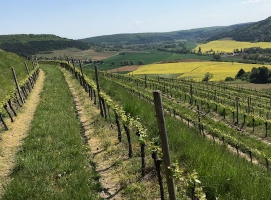 Domaine Carré Dne-CARRE-Stéphane