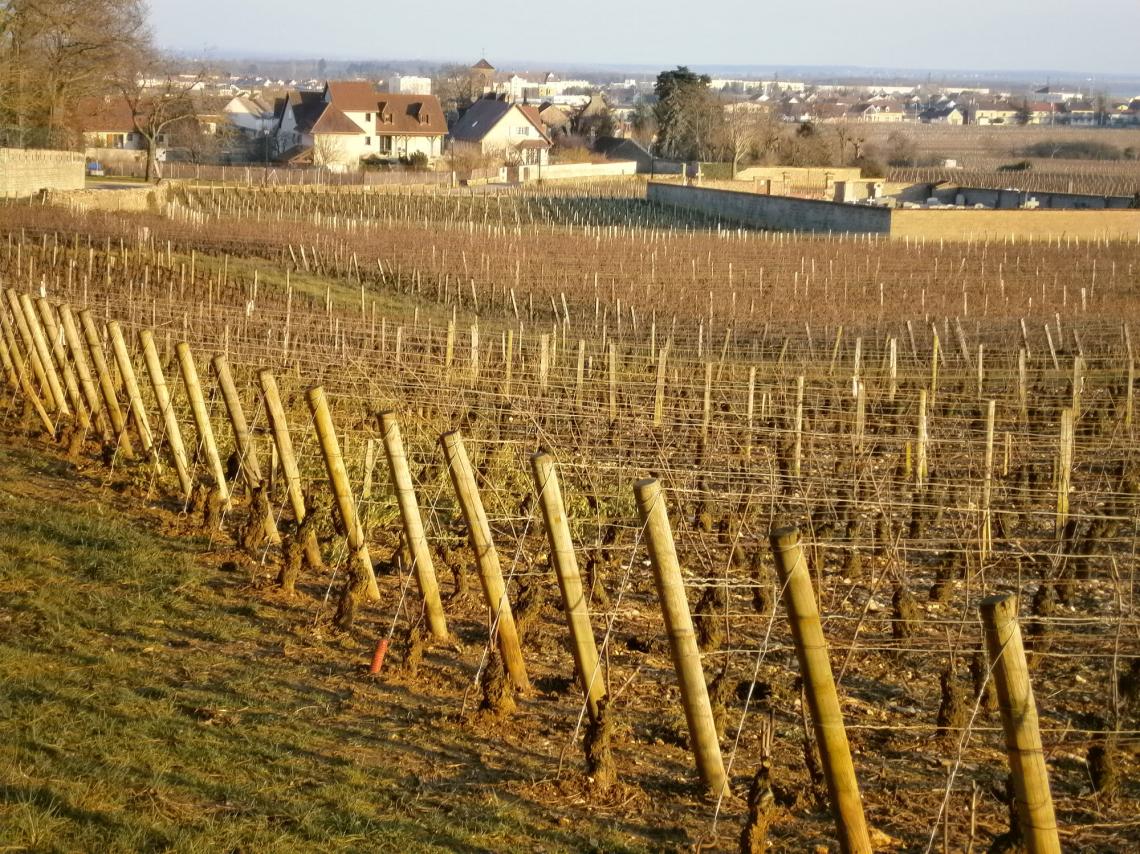 clos-de-maiziere 17 octobre 2008, paysage d'automne et cuverie du dom. Rossignol 028 P8270001 IMG_0088