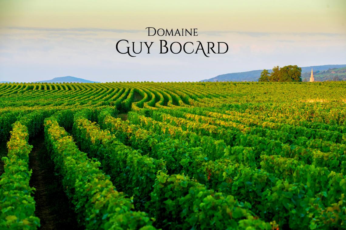 Guy-Bocard-1-retaille Vendanges_2020_SD-23-retaille Vendanges_2020_SD-9-retaille