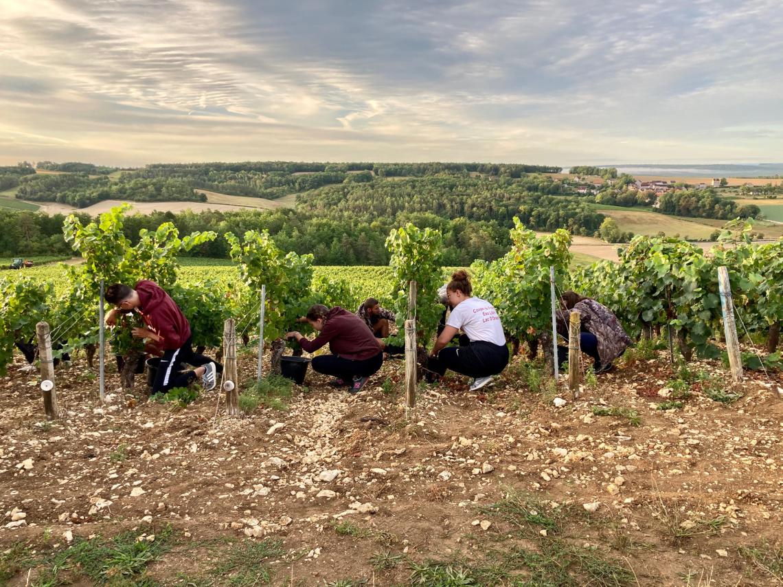 vendanges2020-1-retaille Bill-Nanson-2017-retaille CREMANT-BTLLE-PAYSAGE