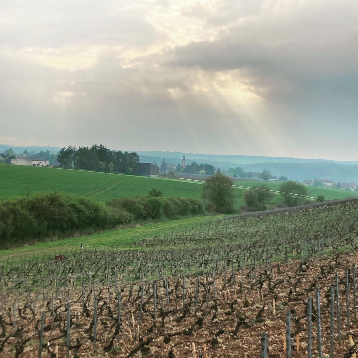 paysage vignes vignes vente de vin