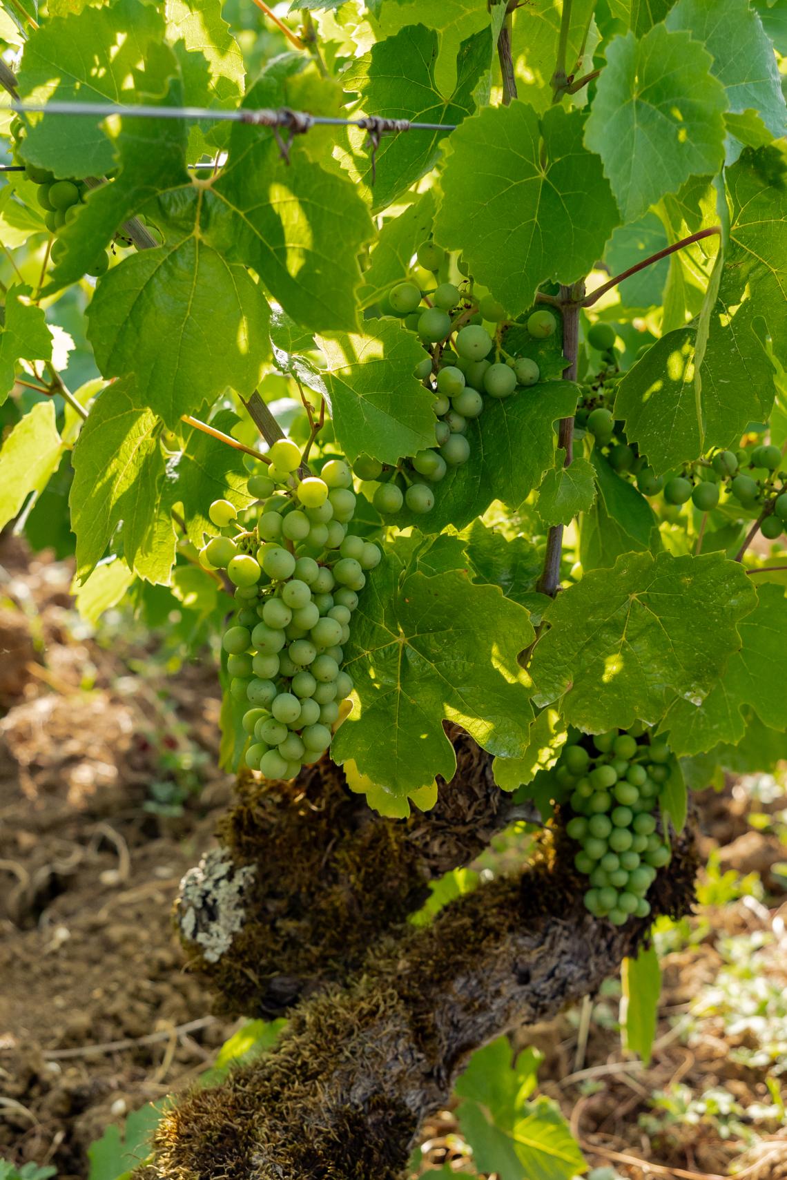 Domaine de la Chasseigne - Détails, vignes, terroirs (18)
