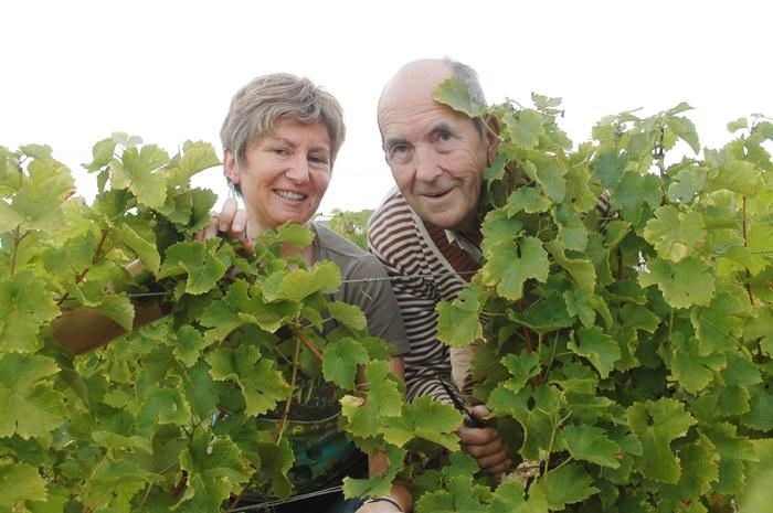 Dans les vignes
