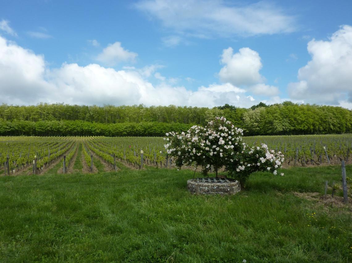 Les vignes Champ-Rond