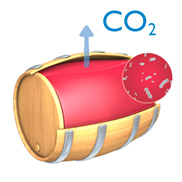 Malolactic Fermentation